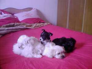 vand bichon maltez