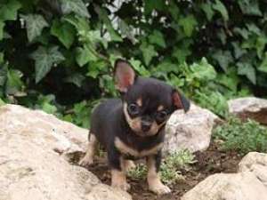 puisori de chihuahua toy superbi