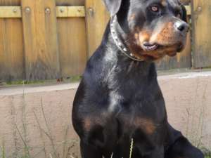 Vand Femela Rottweiler