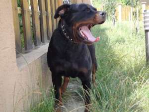 Vand Femela Rottweiler