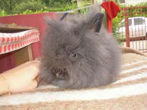 Iepuri angora pitic si cap de leu