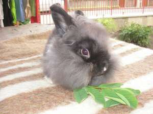 Iepuri angora pitic si cap de leu