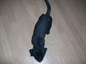 VAND LABRADOR