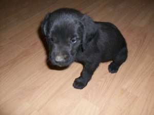 VAND LABRADOR