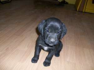 VAND LABRADOR