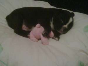 Monta Bulldog Francez cu Pedigree