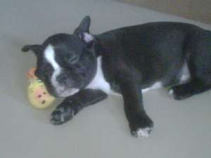 Monta Bulldog Francez cu Pedigree