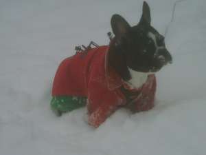 Monta Bulldog Francez cu Pedigree