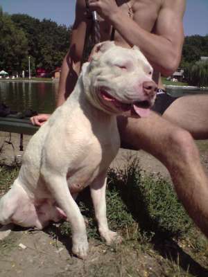 mascul amstaff