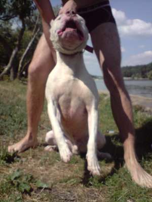 mascul amstaff