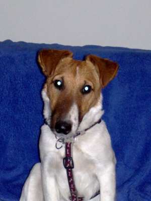 ofer pentru monta foxterrier smoth