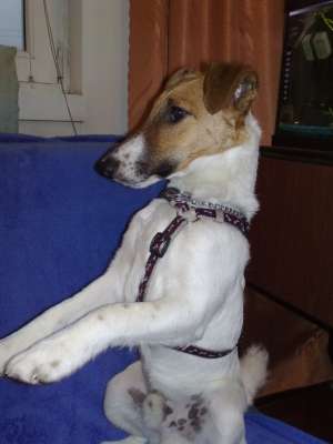 ofer pentru monta foxterrier smoth