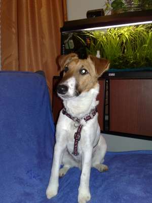 ofer pentru monta foxterrier smoth