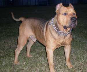 ofer mascul amstaff pt monta