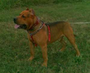ofer mascul amstaff pt monta