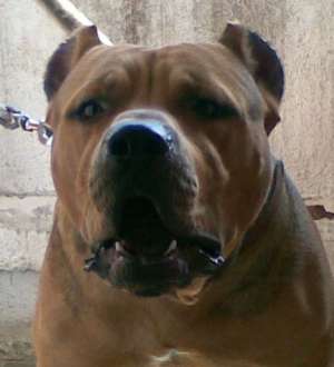 ofer mascul amstaff pt monta