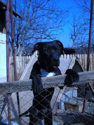 vand mascul amstaff