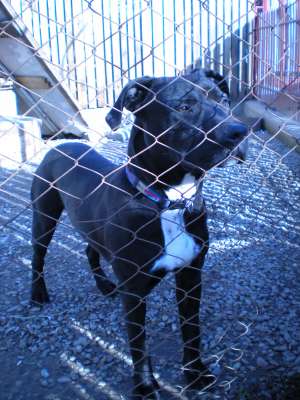 vand mascul amstaff