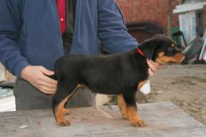 Vand pui rottweiler
