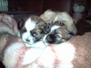 Vand pui shih-tzu superbi