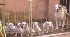 Bulldog American de vanzare