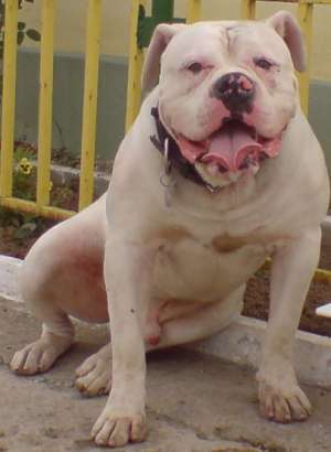 Bulldog American de vanzare