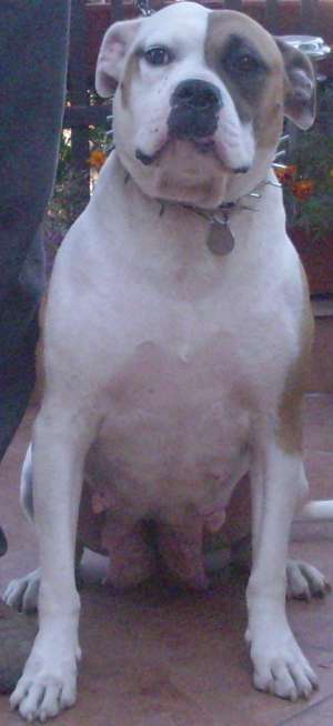 Bulldog American de vanzare