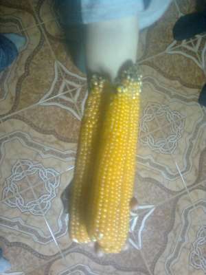 Popcorn