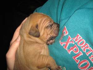 catei fila brasileiro