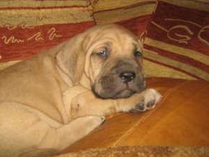 catei fila brasileiro