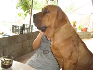 catei fila brasileiro