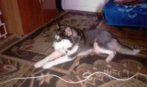 VAND CAINI HUSKY SIBERIAN SUPERBI