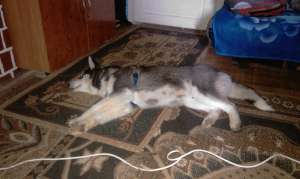 VAND CAINI HUSKY SIBERIAN SUPERBI