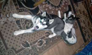 VAND CAINI HUSKY SIBERIAN SUPERBI