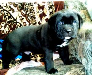 vand mascul cane corso superb