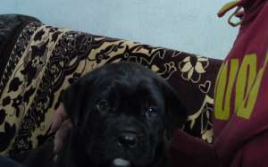 vand mascul cane corso superb