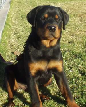 vand rottweiler femela si mascul diferiti!