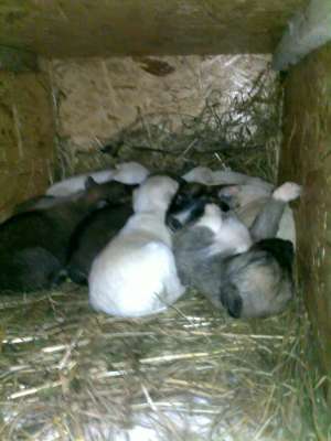 ofer spre adoptie catelusi dragalasi