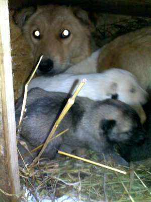 ofer spre adoptie catelusi dragalasi
