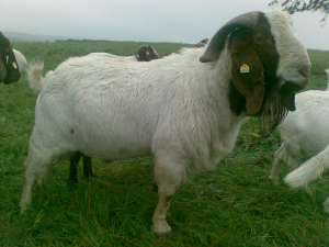 Vand capre Boer