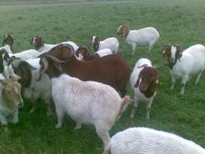 Vand capre Boer