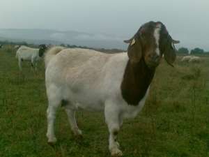 Vand capre Boer