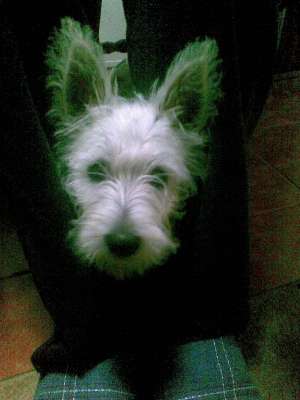 PIERDUT CATELUSA WEST WHITE HIGHLAND TERRIER