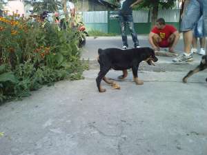 vand pui rottweiler splendit