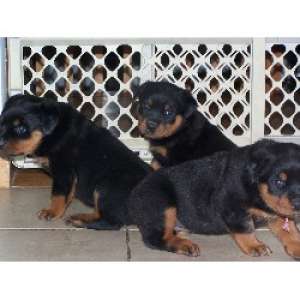 vand pui rottweiler
