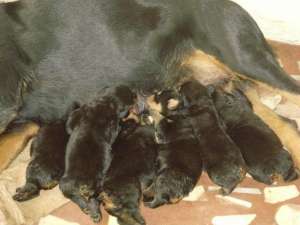 vand pui rottweiler