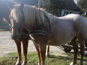 vind iepe