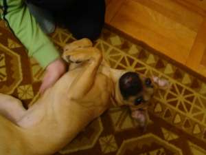 ofer spre adoptie