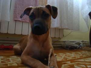 ofer spre adoptie