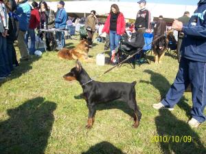 vand catei dobermann